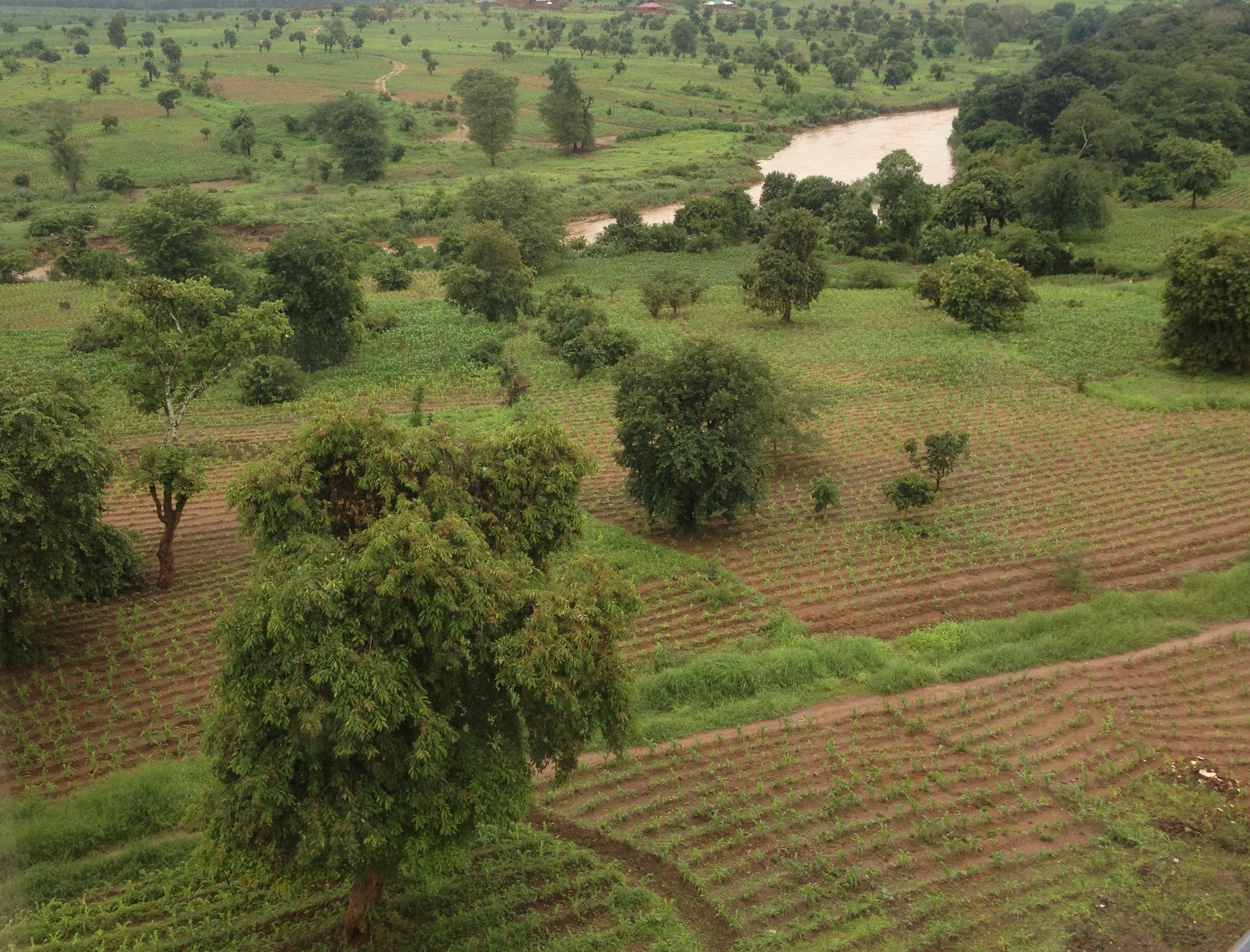 Malawi TOF landscape 2.jpg